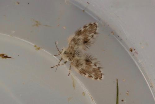 Clytocerus sp.